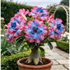 DFTKMJSY Rosa del deserto perenne rara e resistente al freddo/Caudex di rosa del deserto/Varietà rara/Cura semplice per il verde in casa-1 root-G
