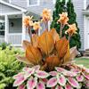 IFGFJR Canna Indica Straordinaria/Perenne Indurito/Rizoma di Canna Indica/Straordinaria/Bassa Manutenzione/Decorazione d'Interni-2bulbi-a