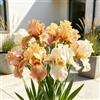 UVJGNDF Bello Iris, Perenne, Resistente - Giardini e Balconi, Adatto per uso interno ed esterno-8bulbi-C
