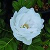 Rose Barni Gufo della Neve®, rosa viva rugosa di Rose Barni®, rosa in vaso antica rifiorente, con ricca fioritura a fiore semi-doppio di colore bianco puro, cod. 75108.