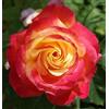 Rose Barni Pullman Orient Express®, rosa viva di Rose Barni®, rosa in vaso Prestigio, fiori grandi, medio profumo, colore giallo orlato rosa, cod 71226.