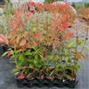 Generico Photinia Red Robin, 15 piante con altezza 20/30 cm, vaso Ø8, Siepe con foglie rosse e fiori bianchi