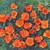 Rose Barni Clg. Tempi Moderni®, rosa rampicante in vaso di Rose Barni®, pianta di rosa rampicante rifiorente a mazzi, altezza raggiunta fino a 5 metri, rifiorente con fiori color arancio vermiglio, cod. 18038.