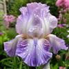 Dfgyyuro Rizoma di iris - Di facile manutenzione- Robusti-Perenne resistente-bellissima-6 Rizoma -C