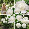 Florium Peonia White (bianca) 1 radice da piantare, rustica e perenne | Peonia bianca a fiori grandi dall'Olanda, varietà White Passion, pianta perenne per giardino e vaso