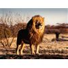 Ravensburger - Puzzle 1500 Pezzi Il Leone, Re Degli Animali | Puzzle Per Adulti 1500 Pezzi | Puzzle Adulti Per Bambini Dai 14 Anni In Su | Regalo Compleanno Per Bambini Dai 14 Anni | Misure 80x60cm