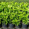 Generic Viburnum lucidum, 8 piante alte 40/60 cm, vaso Ø18, per un siepe di 5 metri, viburno lucido