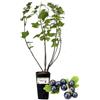 P. Piantine da Orto | Ribes Nero, Vaso da 2L, Pianta Pronta per il Trapianto, Pianta Vera da Orto, da Balcone e da Esterno, Vivaio Italiano