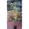 Vivai Salvatore Russo Pianta di ciliegie Albero ciliegio Durone di Vignola III - Imballaggio speciale protettivo