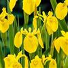 NATURAVIVA dal 1995 Piante da Fitodepurazione per Laghetto, IRIS PSEUDACORUS | Per laghetto da giardino, Pond, minipond, Vasche con pesci, Laghetti balneabili, Stagni