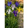 Generico 15 bulbi di Iris hollandica in miscuglio di colori | bulbi di iris in mix | bulbi autunnali | MY PLANTIS | spediti da italia