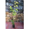 Vivai Salvatore Russo Pianta di gelsi Albero gelso bianco - Imballaggio speciale protettivo