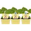 MODIPITRE PIANTA BIO WASABI SU VASO 12 IN CONFEZIONE DA 3 PIANTE MODIPITRE