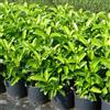 Generic Viburnum lucidum, 24 piante alte 40/60 cm, vaso Ø18, per una siepe lunga da 12 a 16 metri, viburno lucido