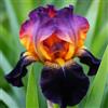 UVJGNDF Eccellente Iris, Perenne, Resistente - Giardini e Balconi, Adatto per uso interno ed esterno-8bulbi-C