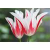 Generico Bulbi di Tulipani rossi e bianchi tulipani Marilyn | MY PLANTIS | Bulbi autunnali