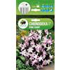 AGRONOM Tested in the garden AGRONOM | GLORIA DELLA NEVE PINK GIANT | Bulbi da fiore perenni | Fiori rosa | Da piantare in autunno, per giardino, balcone e vaso | 5 bulboi
