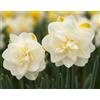 Generico Bulbi di Narcisi bianchi a fiore doppio, Narcisi obdam | MY PLANTIS | Bulbi autunnali