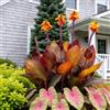 IFGFJR Canna Indica Unica/Perenne Indurito/Rizoma di Canna Indica/Unica/Bassa Manutenzione/Decorazione d'Interni-1bulbi-B