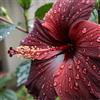 IEFDFRHY Ibisco raro e maestoso: ideale per grandi fioriere o per decorare gli angoli di una villa-2 root-C