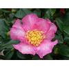 PERAGASHOP 1 PIANTA CAMELIA SASANQUA CLEOPATRA VASO 18CM ARBUSTO RESISTENTE AL FREDDO