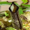 Generic carnivora Nepenthes decorazione eccellente facile mantenere in vaso 500semi