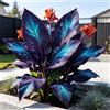 IFGFJR Canna Indica Unica/Perenne Indurito/Rizoma di Canna Indica/Unica/Bassa Manutenzione/Decorazione d'Interni-1bulbi-D