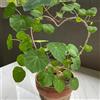 Generic Stephania Erecta - facile coltivare resistenti giardino e balcone 4bulbi