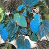 Generic begonia raro in vaso giardino balcone esotiche biologici 225semi