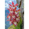 Sfdytg Brillante Cymbidium Orchid, Perenne, Resistente - Giardini e Balconi, Adatta ai principianti-5bulbi-C