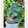 IFGFJR Stephania Rara/Perenne Indurito/Rizoma di Stephania/Rara/Bassa Manutenzione/Decorazione d'Interni-1bulbi-C