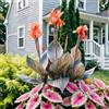 IFGFJR Canna Indica Unica/Perenne Indurito/Rizoma di Canna Indica/Unica/Bassa Manutenzione/Decorazione d'Interni-5bulbi-E