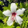 Generic 3 talee - hibiscus * bianco rosa | hibiscus