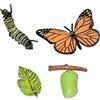 RCULWPLP Figura Del Ciclo Vitale Degli Animali, Giocattolo Educativo Realistico per Bambini E Bambine, Ideale per L'asilo, Come Regalo di Compleanno, farfalla 10x5,5 cm, Taglia unica