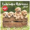 Neumann Verlage GmbH & Co Labrador Retriever 2027: calendario da parete 30x30 cm (30x60 cm aperto) con calendario delle note, 12 fotografie di cani e lista dei desideri: ... 12 Hundefotografien und Bucket-List