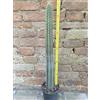 Pilosocereus chrysacanthus 60 cm, cactus, pianta grassa