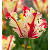 Generico Bulbi di Tulipani gialli e rossi, tulipani flaming parrot| MY PLANTIS | Bulbi autunnali
