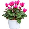 Febo Garden Ciclamino Rosa Fucsia Cyclamen persicum Vaso 14 cm