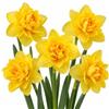 Generico Bulbi Narcisi Doppio Fiore Golden Ducat | 5 Bulbi da Piantare | 5 bulbi Golden Ducat a doppio fiore giallo dorato, ideali per vaso, aiuole, bordure e composizioni primaverili.