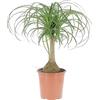 KENTIS Nolina Beaucarnea Recurvata Mangiafumo H 60-70 cm Vaso Ø 21 cm | Piante Vere da Interno, Purifica Aria, Pianta da Appartamento