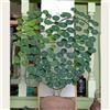 IFGFJR Stephania Rara/Perenne Indurito/Rizoma di Stephania/Rara/Bassa Manutenzione/Decorazione d'Interni-1bulbi-D
