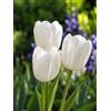 Generico Bulbi di Tulipani bianchi, tulipani Maureen | MY PLANTIS | Bulbi autunnali