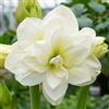 Generic amaryllis hippeastrum decorazione giardino in vaso autunnali facile 1bulbi