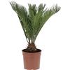 KENTIS Cycas Revoluta Palma Nana H 40/50 cm Vaso Ø 18 cm | Piante Vere da Esterno, Resistenti, Pianta da Giardino Balcone