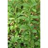 Generic Stevia Rebaudiana foglia dolce vitale