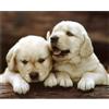 Jinmer Diamond Painting Cane Labrador,Diamond Painting Kit Completo,5D Fai Da Te Pittura Diamante Bambini Adulti Strass Ricamo a Punto Croce per Soggiorno Camera da Letto Decorazione da Parete,40x60cm