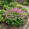 Bloomique - Set di 6 - Geranium Cantabrigiense 'Cambridge' - Geranio - Ricca fioritura - Resistente - Perenne - Profumato - Coprisuolo - Altezza 10-20 cm - Vaso da 9 cm