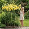 Florium Bulbi di gigli ad albero giganti 3 pezzi, rustici e perenni | Giglio ad albero, varietà Honeymoon, bulbi grandi, perenni, dall'Olanda, fioritura estiva per giardino e fioriera