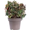 eGarden.store - Pianta vera di Houttuynia Cordata Chameleon o Erba Camaleonte - Altezza pianta: 15 cm Diametro vaso: 13 cm - Erbacea rizomatosa con foglie variegate da coltivare all'esterno