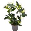 generico pianta di GELSOMINO DEL MADAGASCAR rampicante STEPHANOTIS AD ARCO PROFUMATISSIMO in vaso 12 AMDGarden